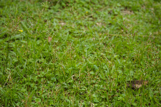 Image of golden false beardgrass