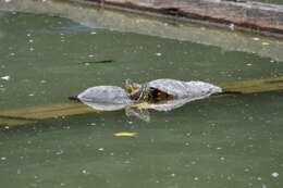 Image of Trachemys callirostris callirostris (Gray 1855)