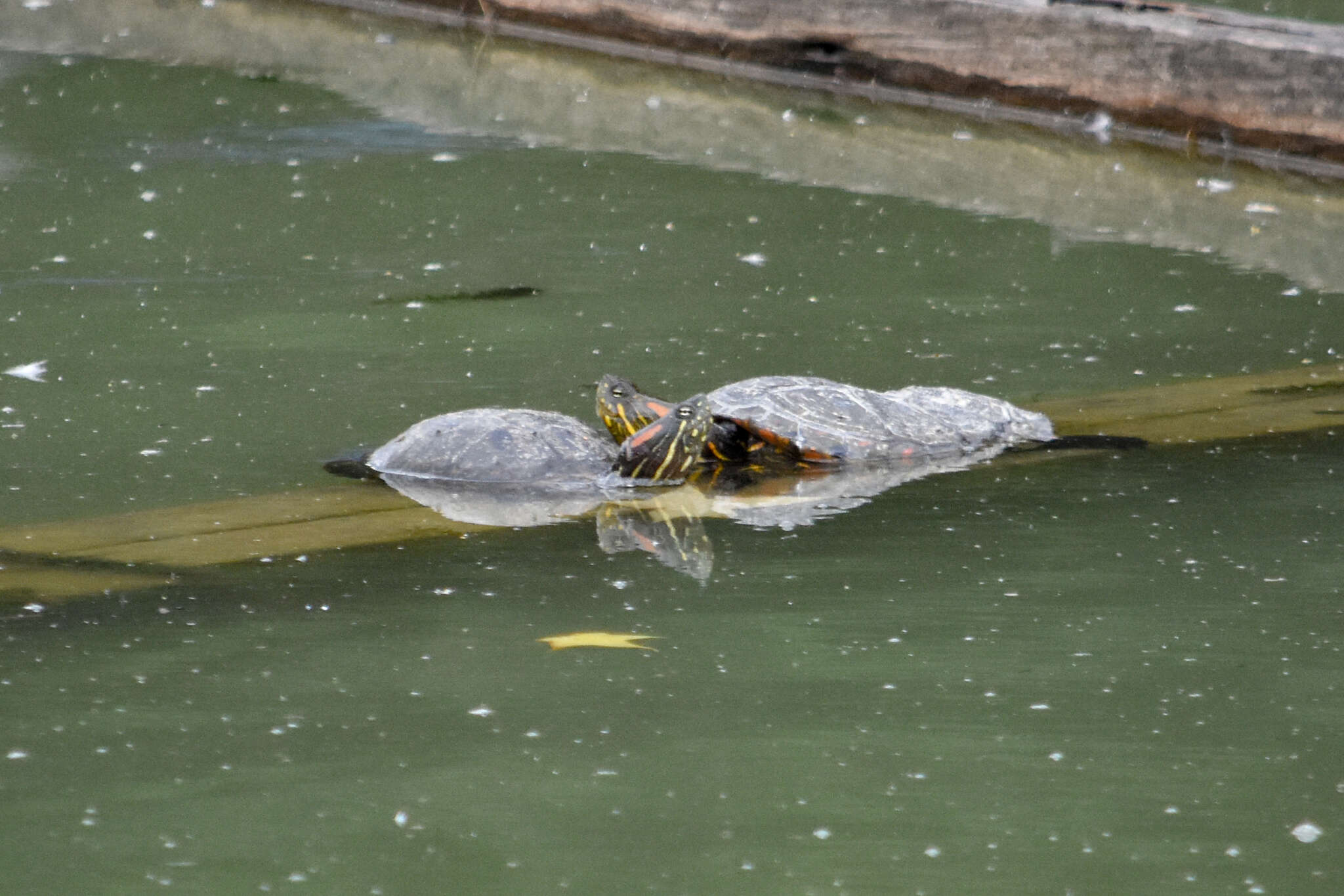 Image of Trachemys callirostris callirostris (Gray 1855)