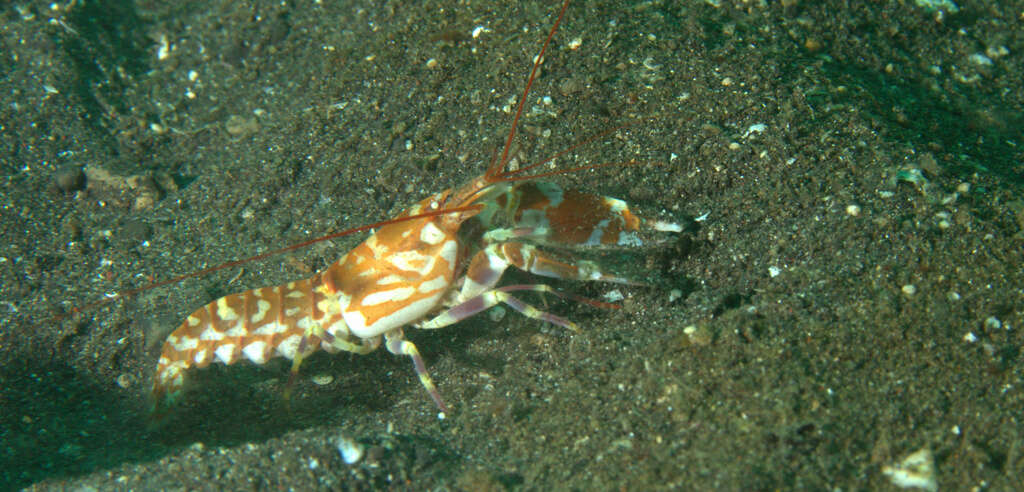 Image of tiger pistol shrimp
