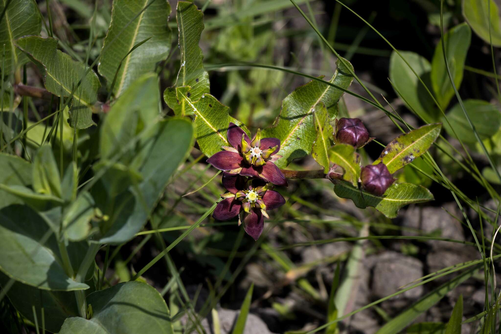 Image of Pachycarpus concolor E. Mey.