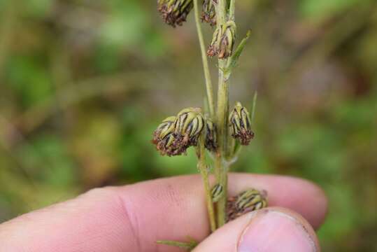 Image of Boreal Sagebrush