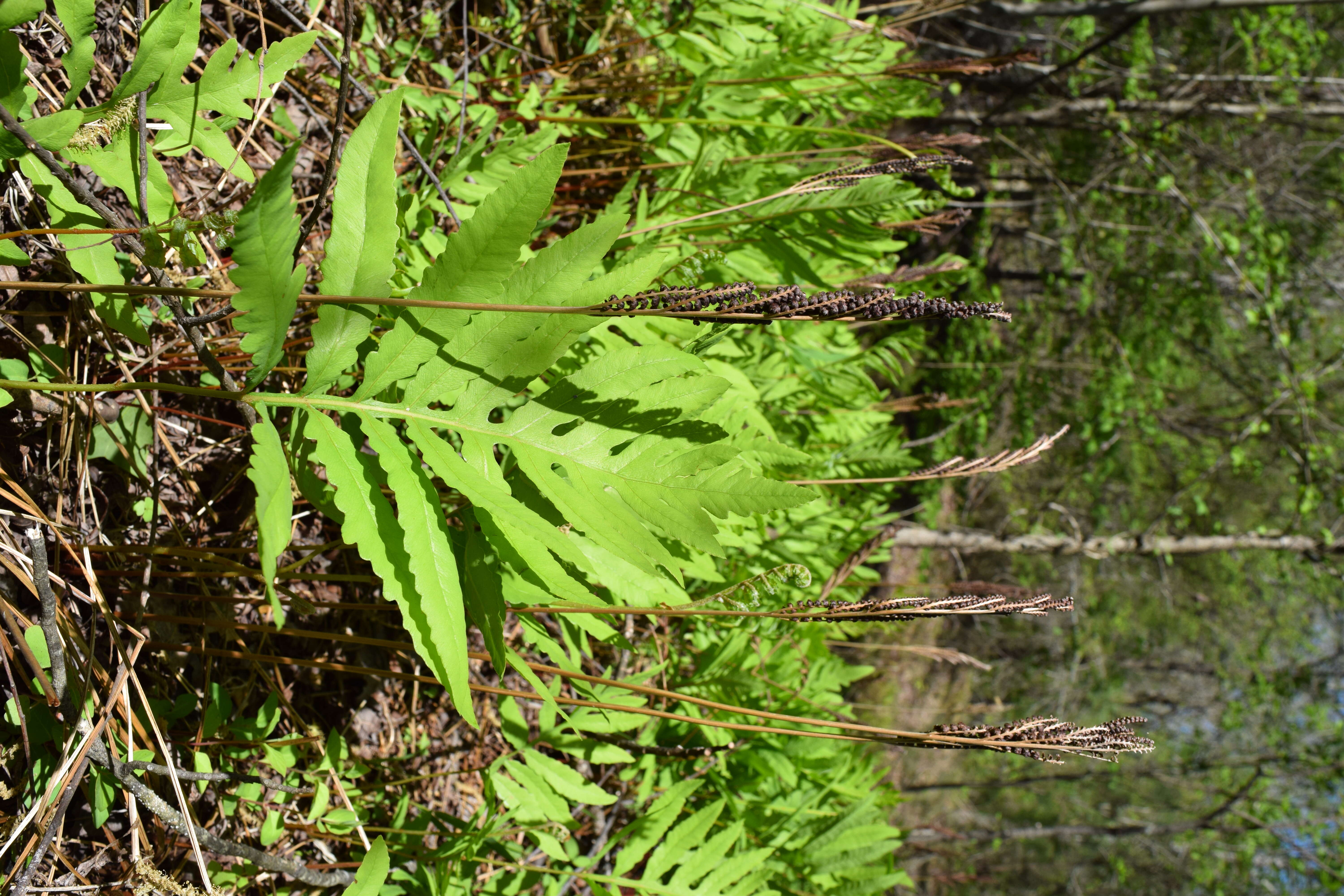 Image of sensitive fern