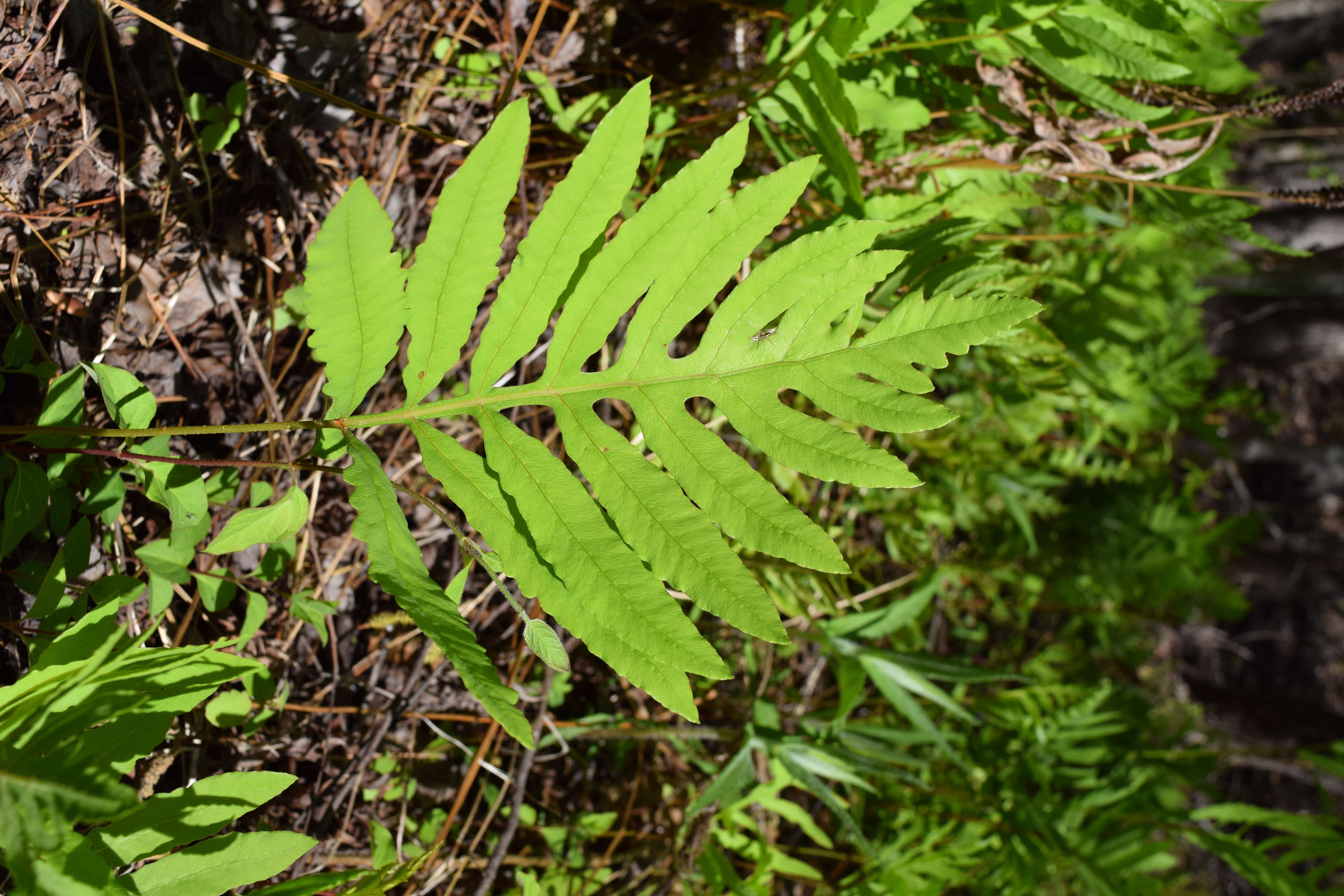 Image of sensitive fern