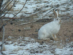 Image of White-tailed Jackrabbit