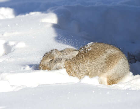 Image of Mountain Cottontail