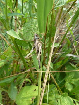 Image of Platycleis affinis Fieber 1853