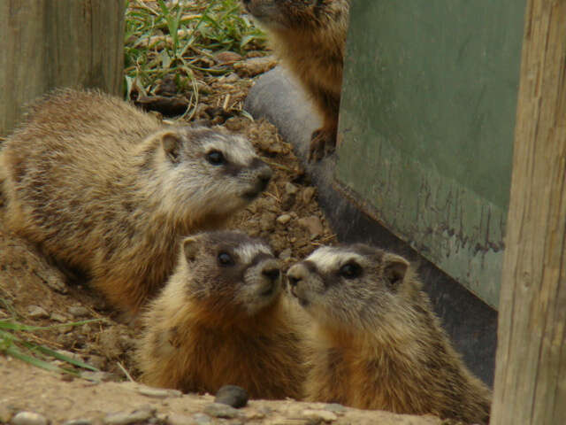 Image of Marmota subgen. Petromarmota Steppan et al. 1999