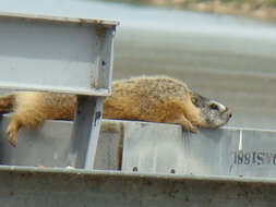 Image of Marmota subgen. Petromarmota Steppan et al. 1999