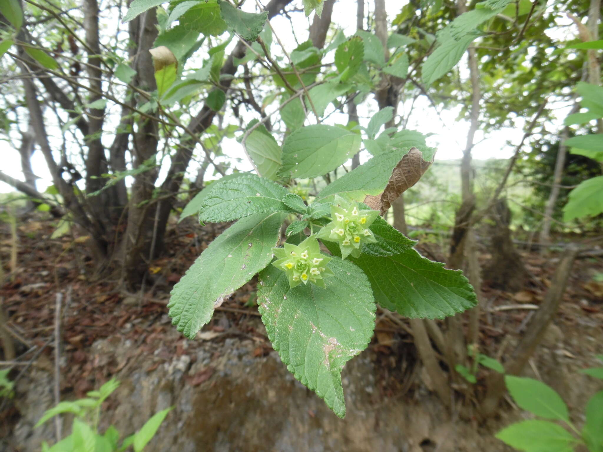 Image of Lippia bracteosa (M. Martens & Galeotti) Moldenke