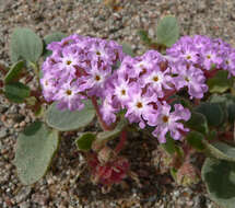 Image of desert sand verbena