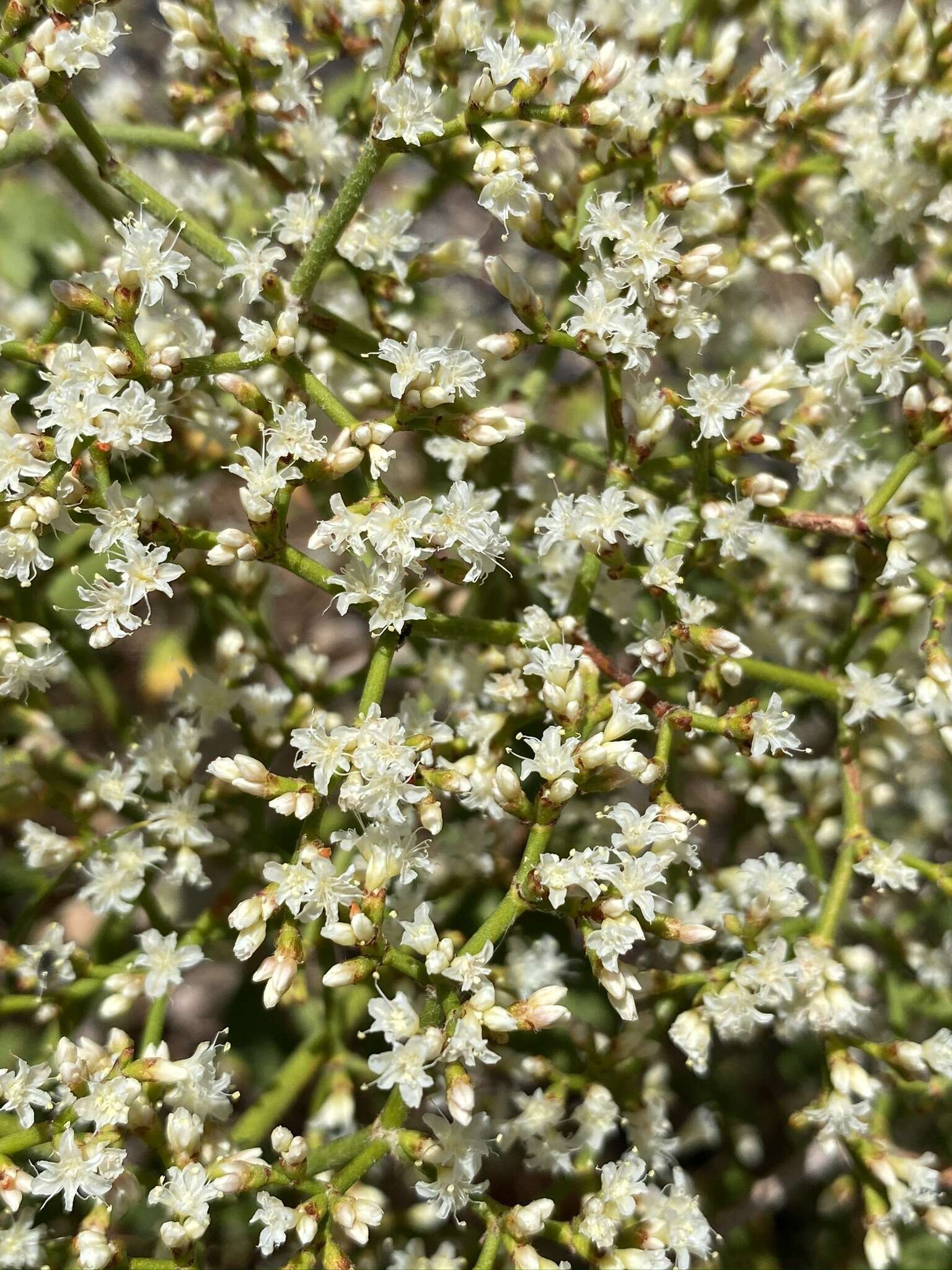 Image of crispleaf buckwheat