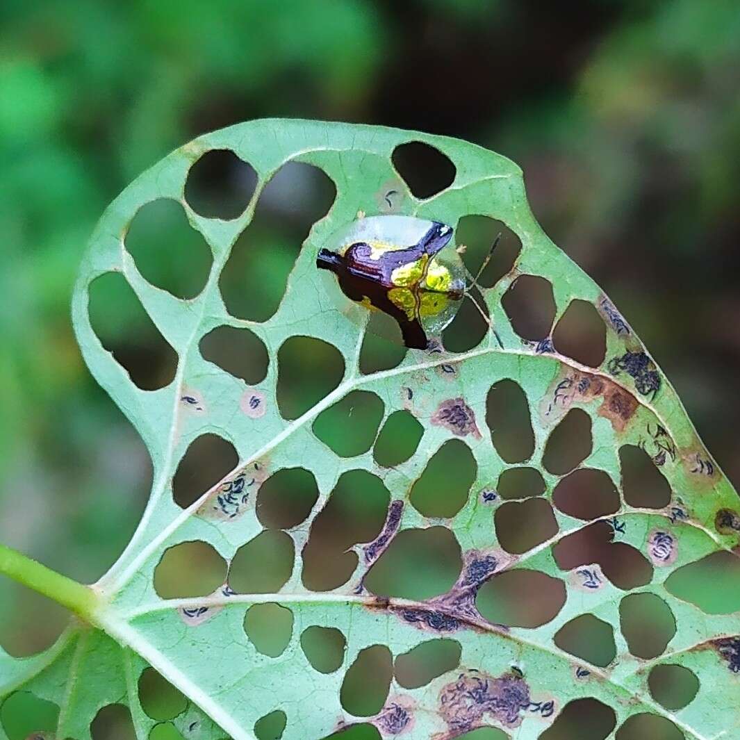 Слика од Deloyala cruciata (Linnaeus 1758)