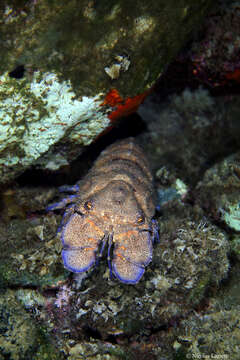 Image of Mediterranean Slipper Lobster