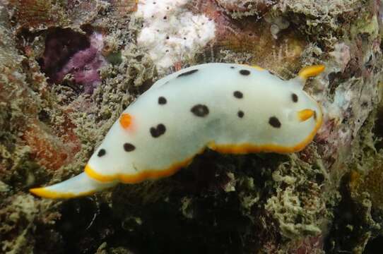 Image of Chromodoris orientalis Rudman 1983