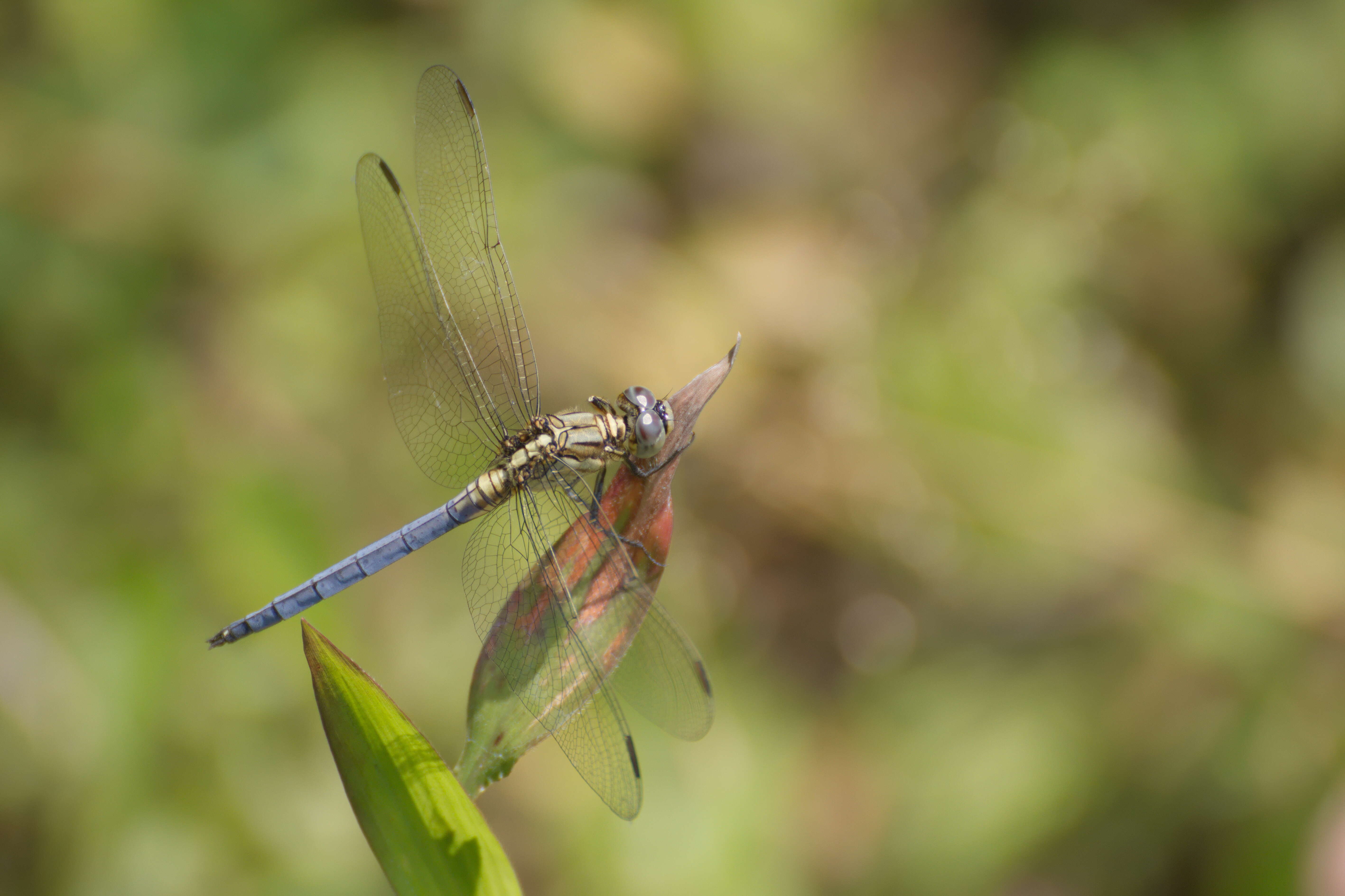 Image of Orthetrum luzonicum (Brauer 1868)