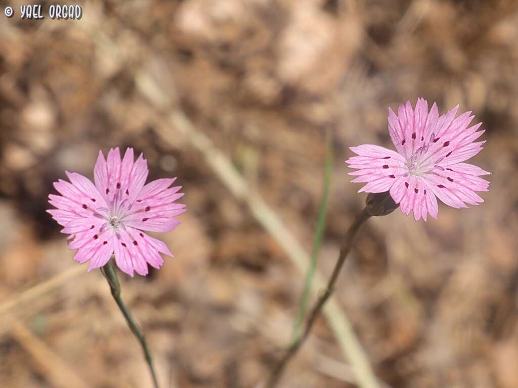 Imagem de Dianthus tripunctatus Sm.