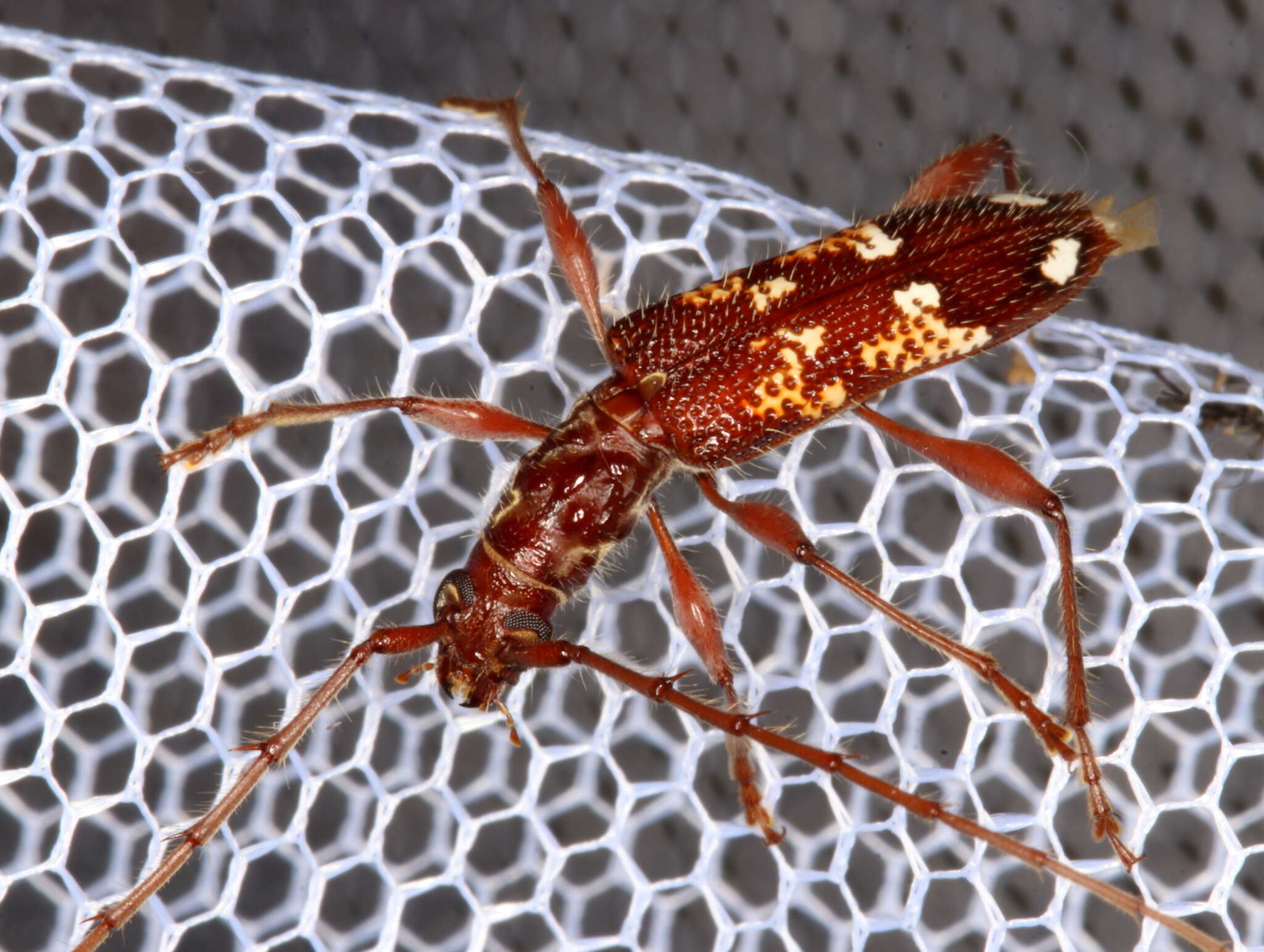 Image of Coptocercus biguttatus (Donovan 1805)
