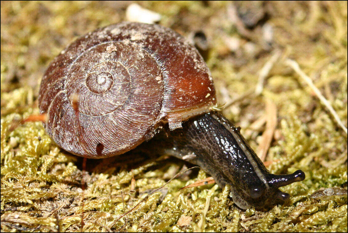 Image of Tasmaphena lamproides (Cox 1868)