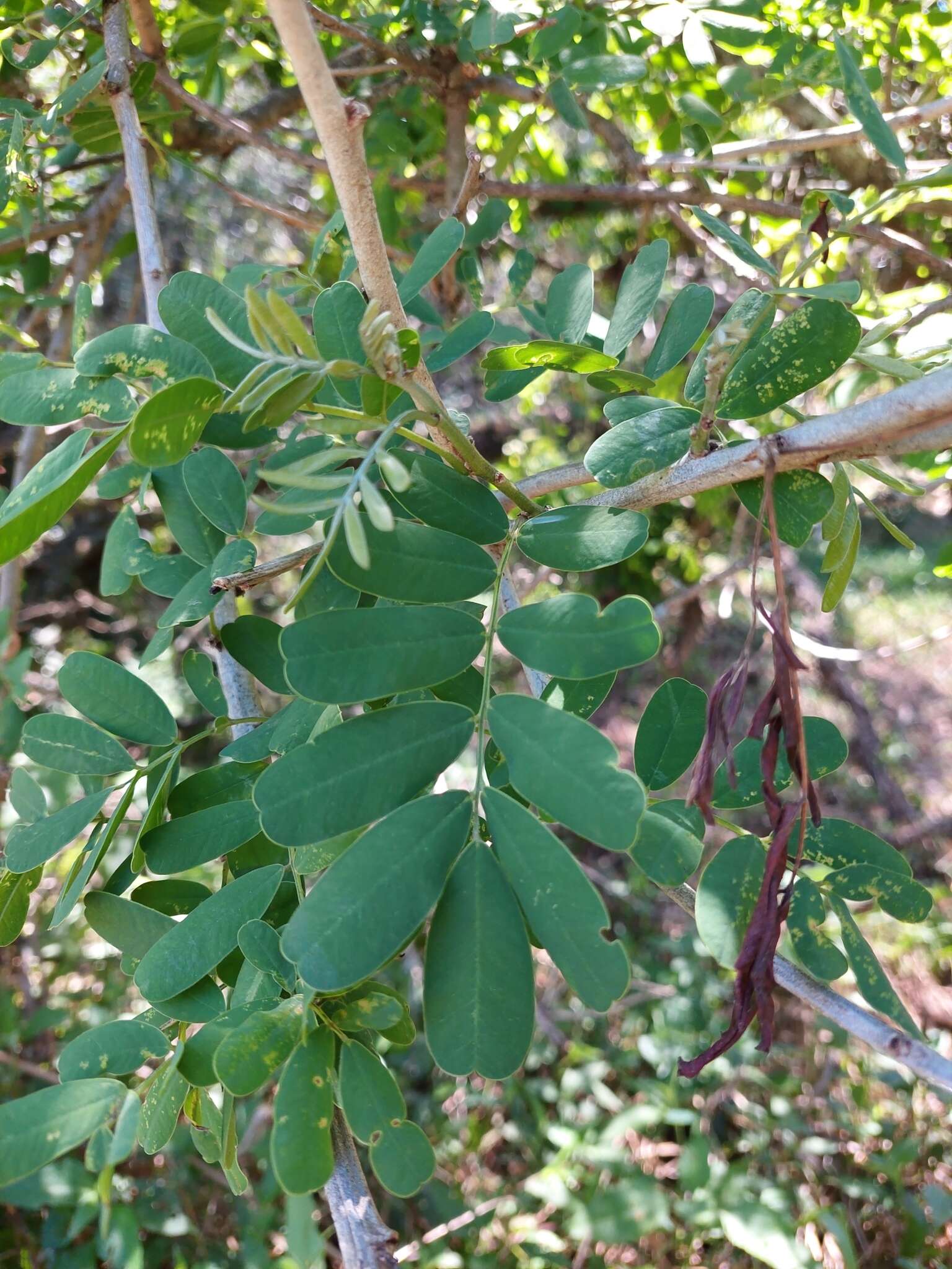 Image of Geoffroea spinosa Jacq.