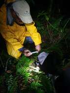 Image of Norton's Robber Frog