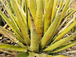 Слика од Agave triangularis Jacobi