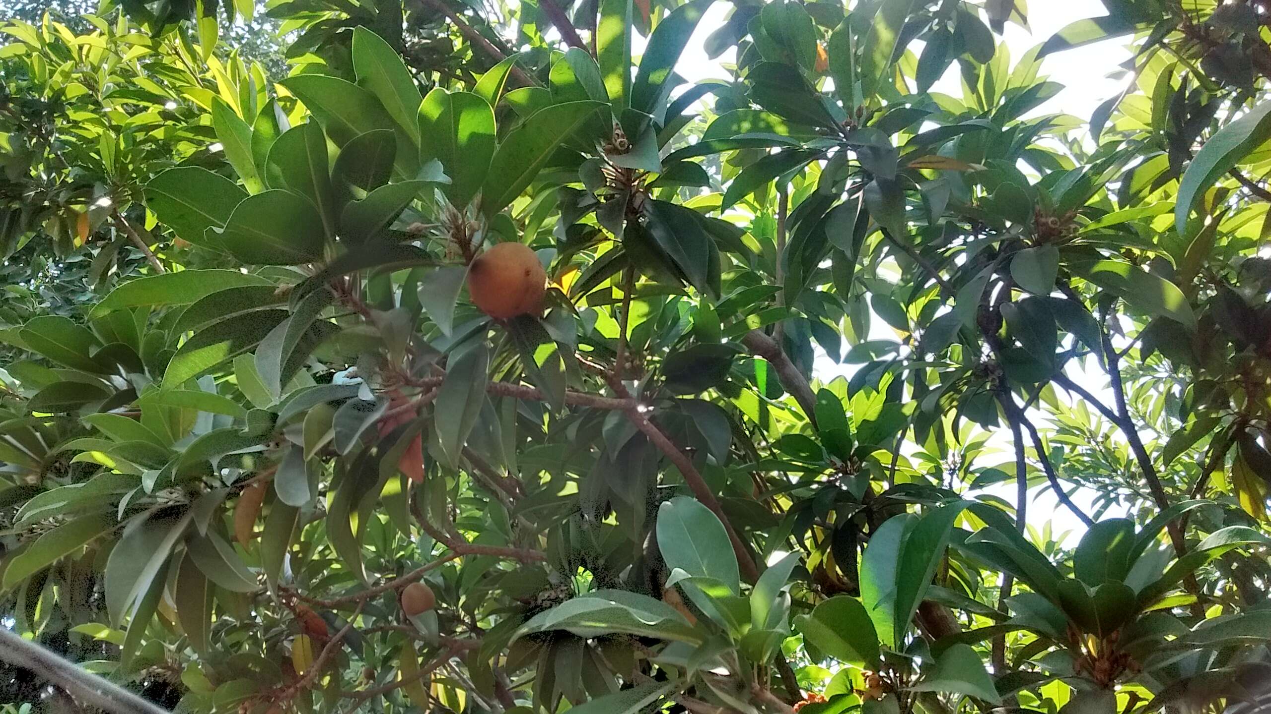 Image of sapodilla