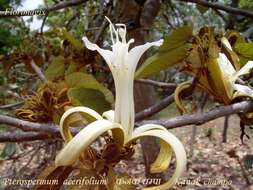 Image of Pterospermum acerifolium (L.) Willd.