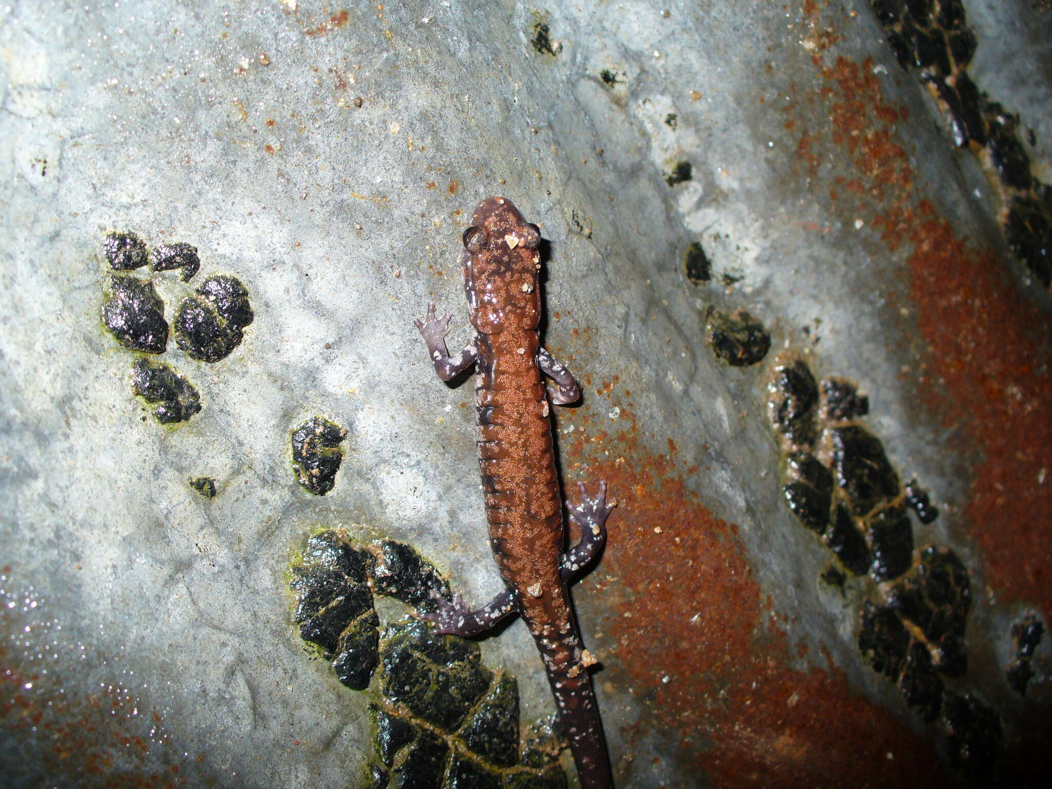 Image of Rich Mountain Salamander