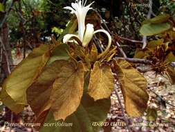 Image of Pterospermum acerifolium (L.) Willd.