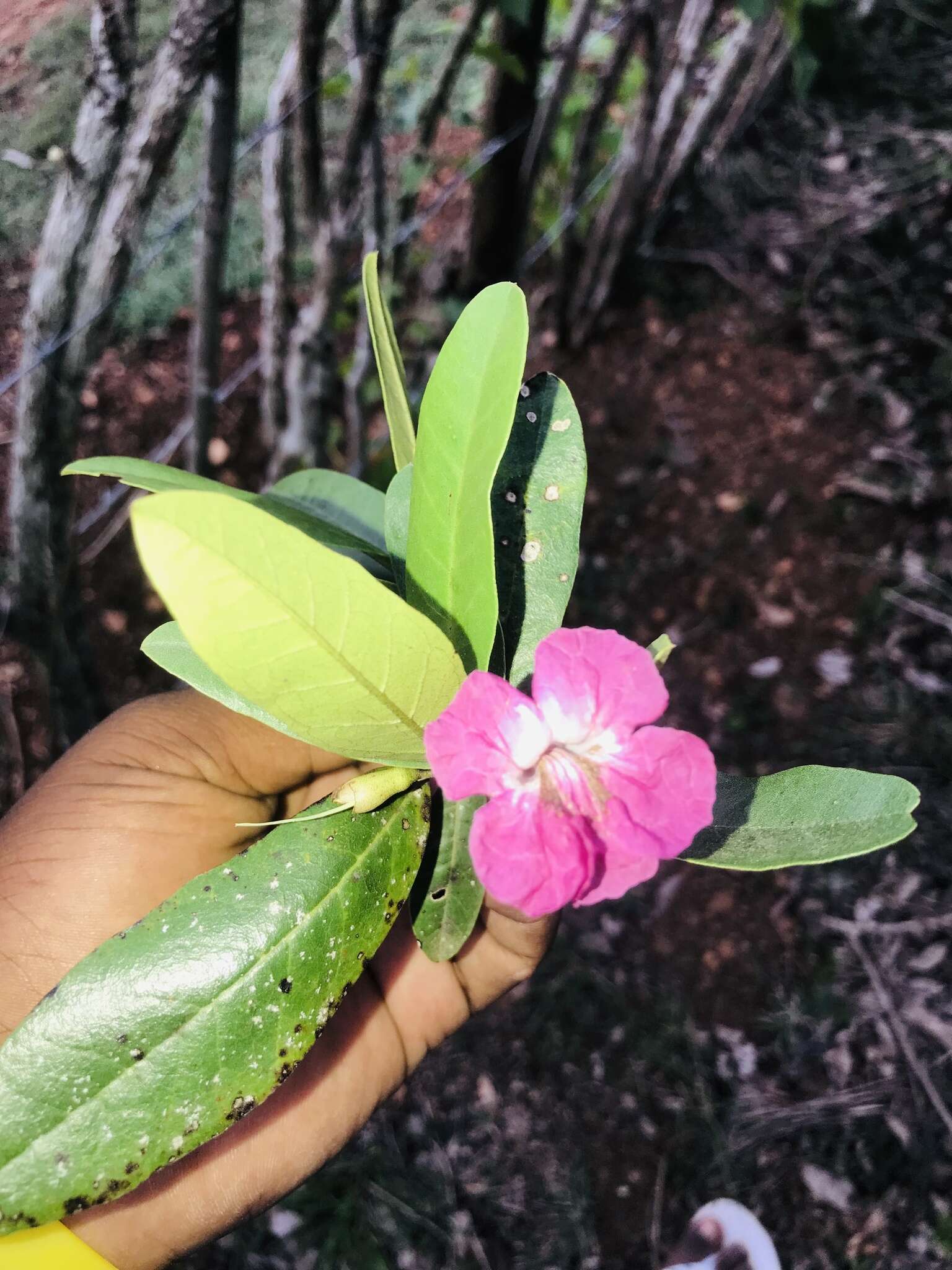 Plancia ëd Tabebuia acrophylla (Urb.) Britton