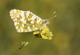 Image of Euchloe ausonia (Hübner (1804))