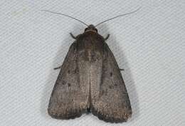 Image of mouse moth