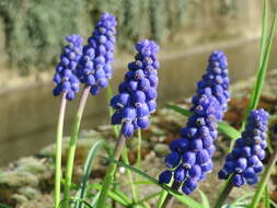 Image of Armenian grape hyacinth