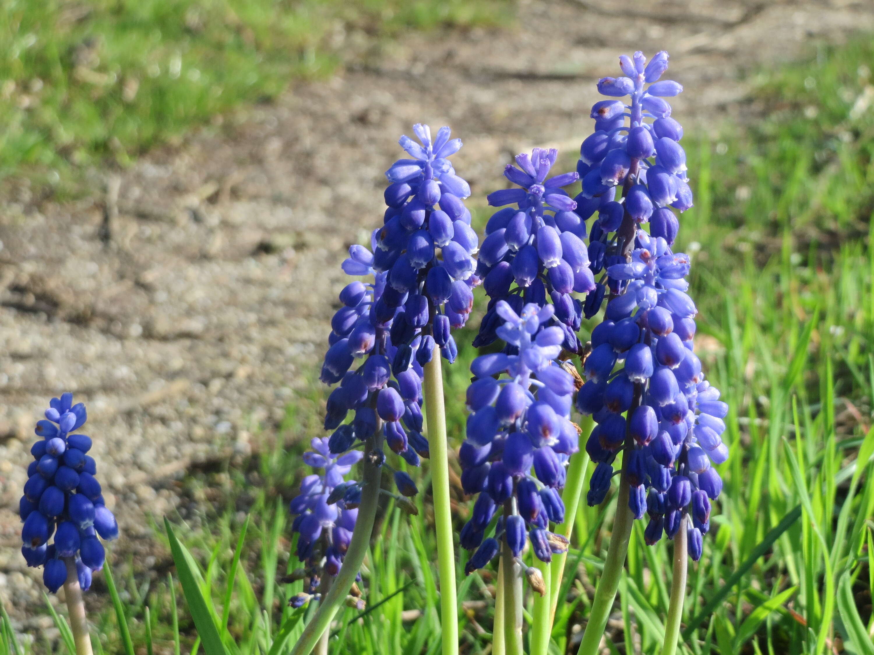 Imagem de Muscari armeniacum H. J. Veitch