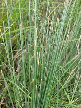 Image of Eleocharis pallens S. T. Blake