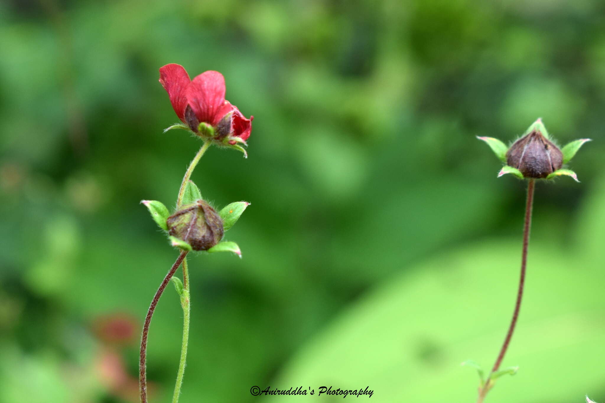 Image of ruby cinquefoil