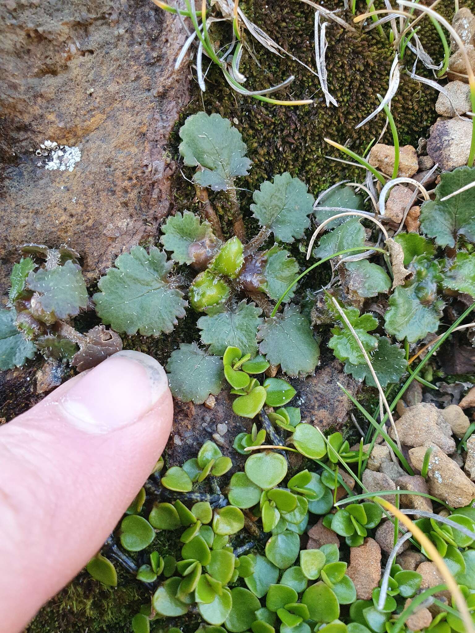 صورة Gunnera arenaria Cheesem. ex T. Kirk