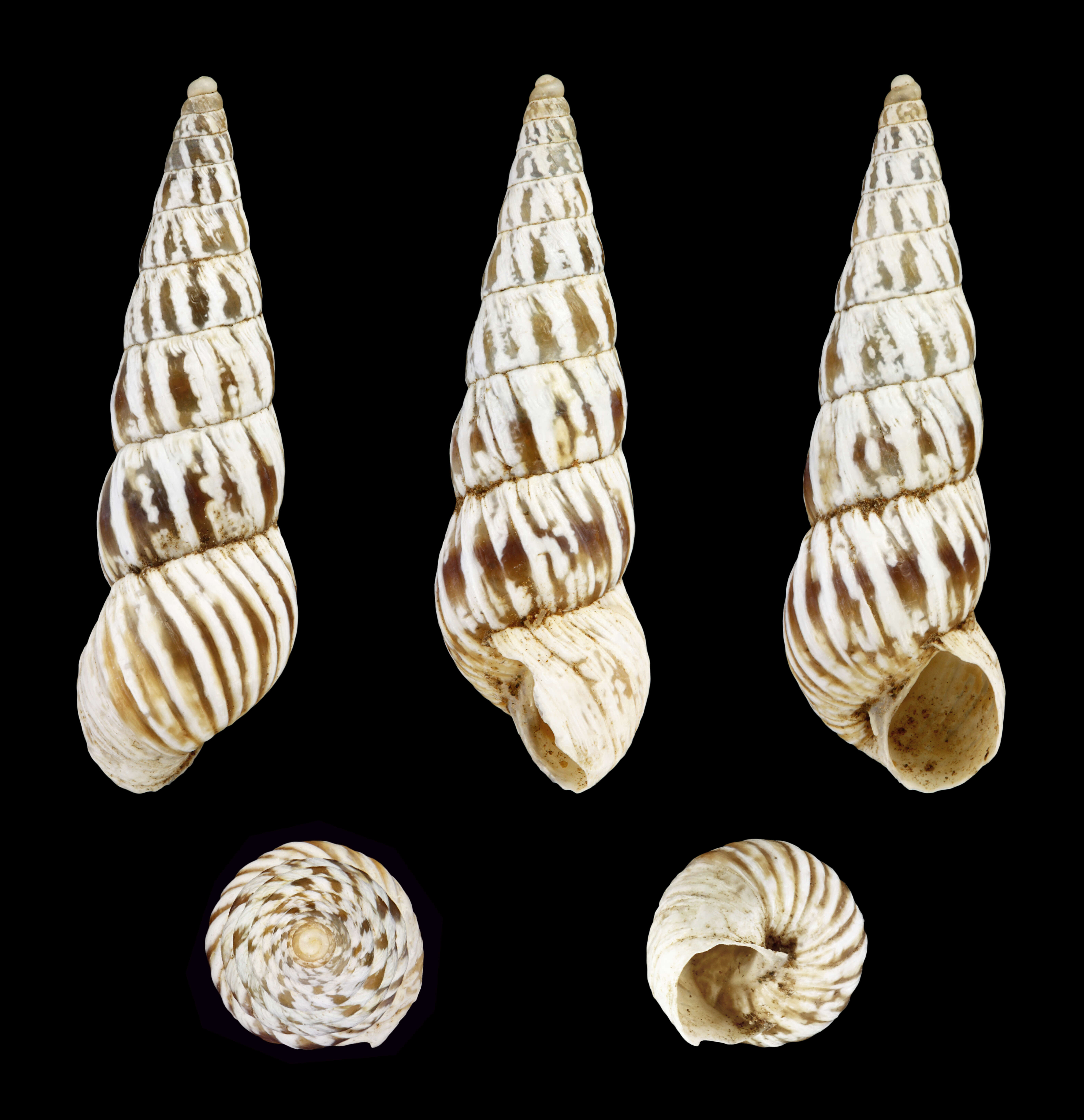 Image of Pointed snail