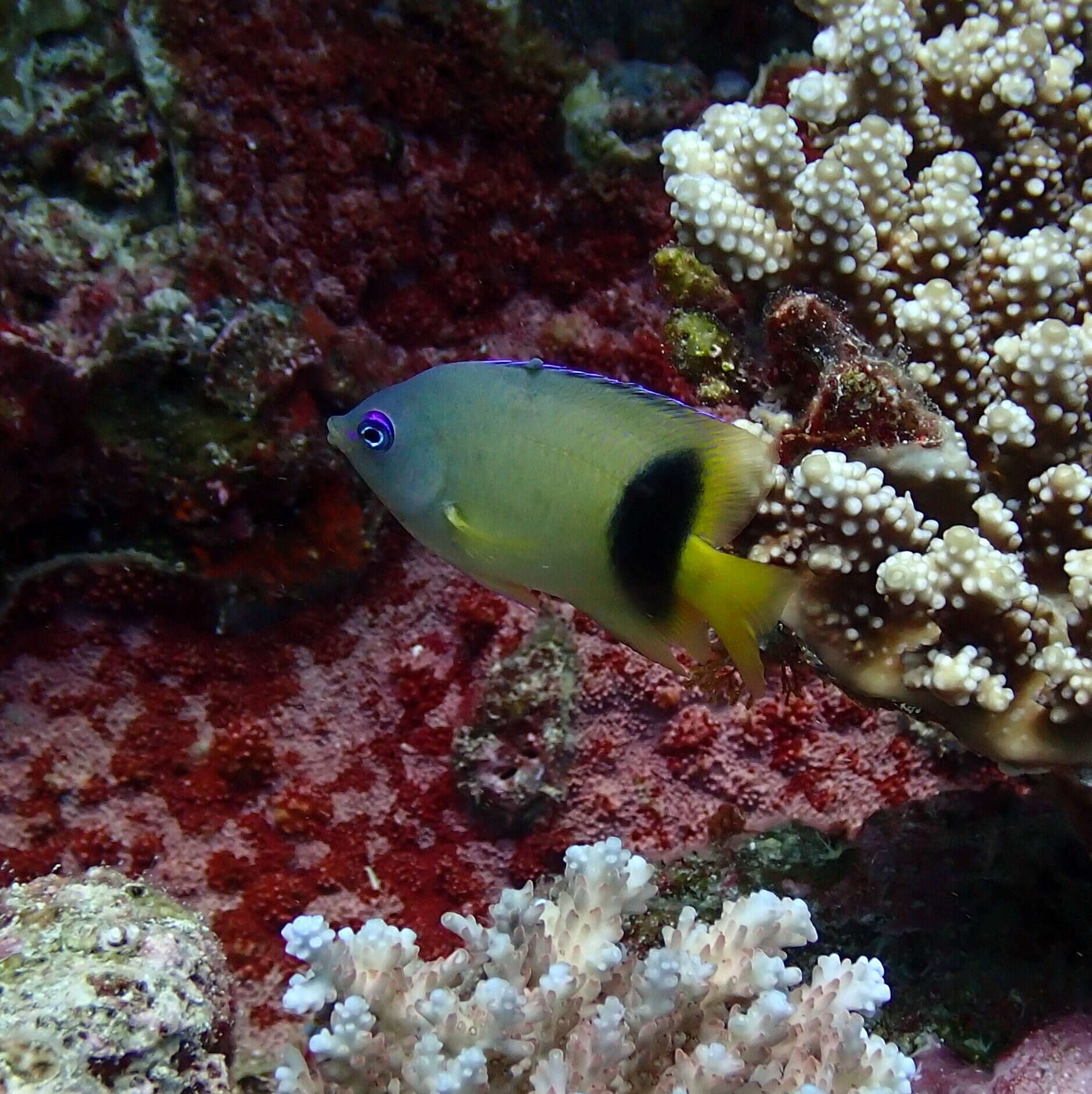 Image of Johnston Island Damsel