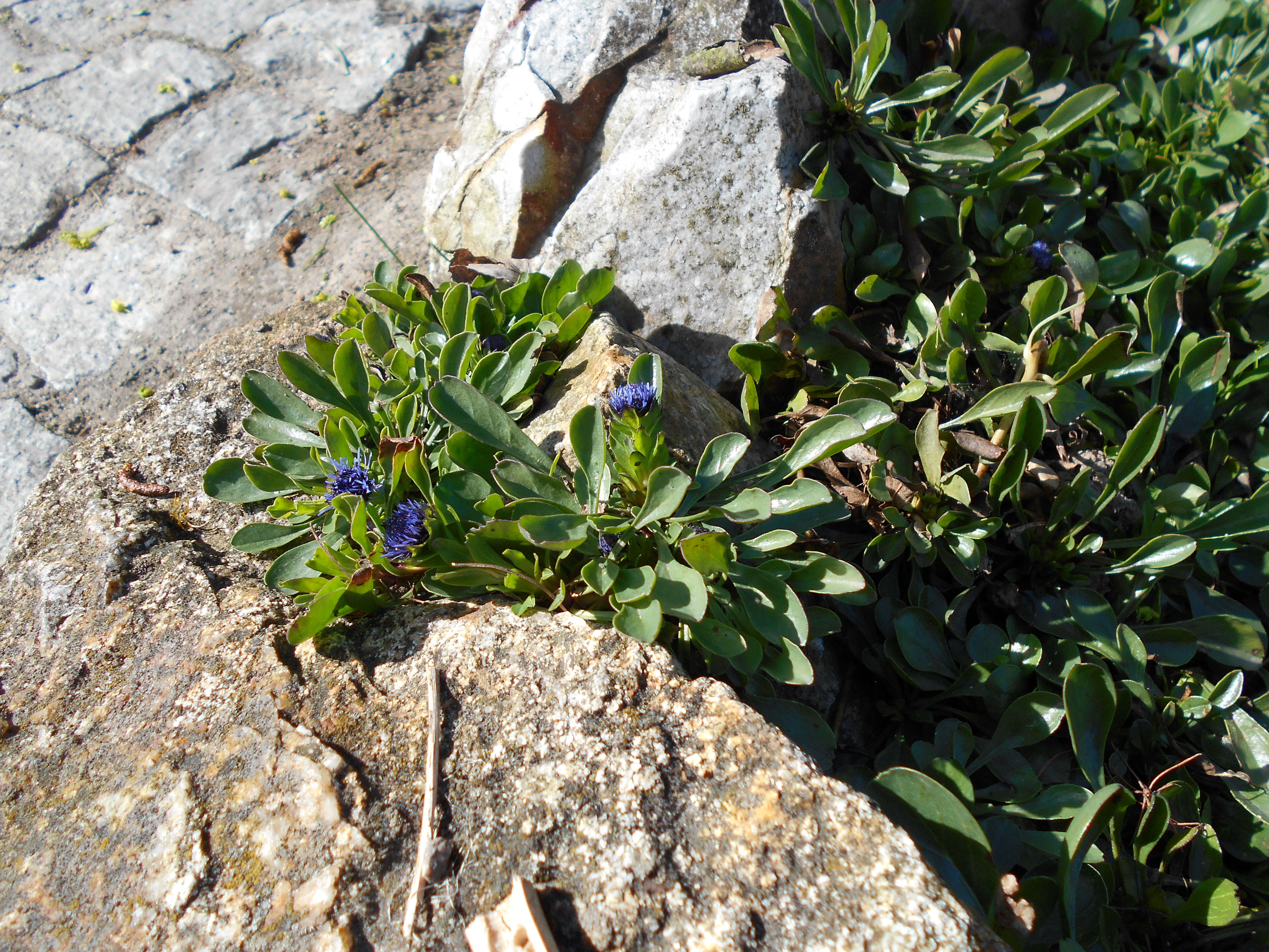 Image de Globularia trichosantha Fischer & C. A. Meyer