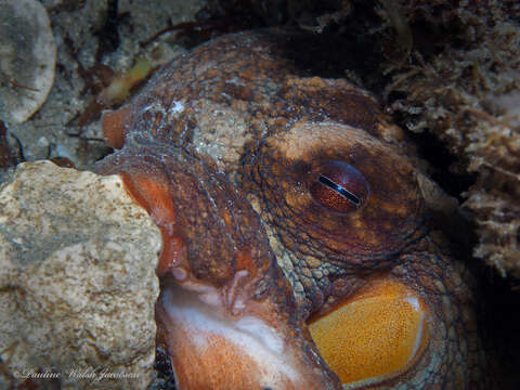 Image of Octopus americanus Froriep 1806