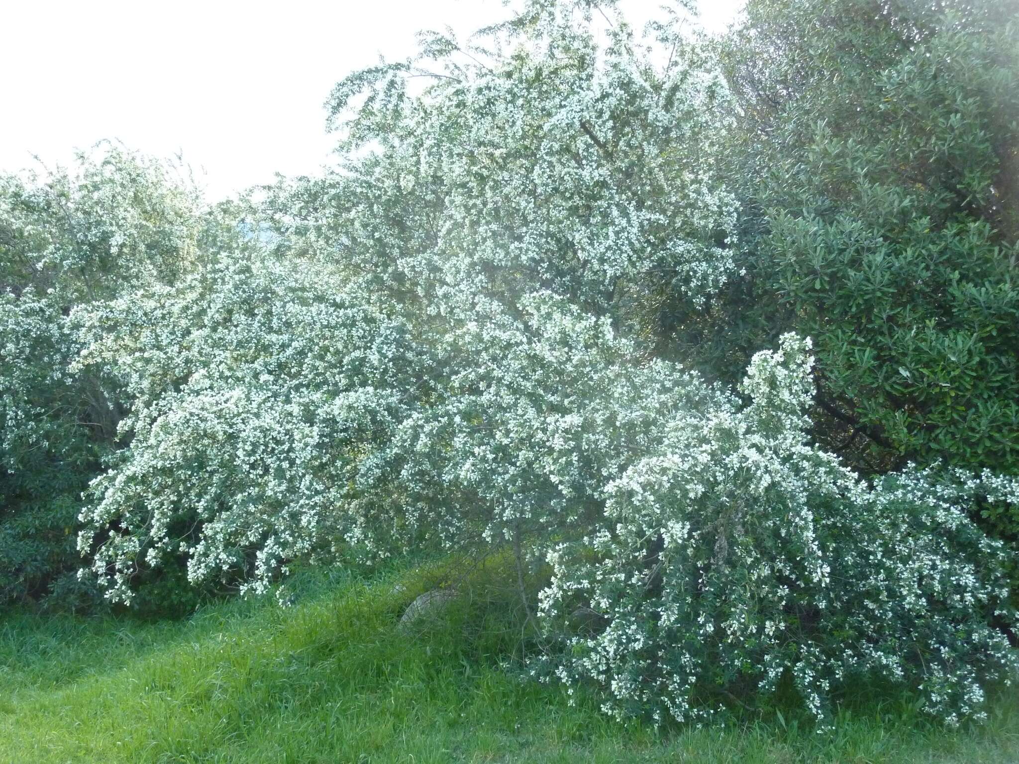 Image of <i>Chamaecytisus prolifer</i> subsp. <i>palmensis</i> (Christ) G. Kunkel