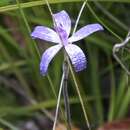 Image of Caladenia sericea Lindl.