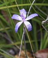 Image of Caladenia sericea Lindl.