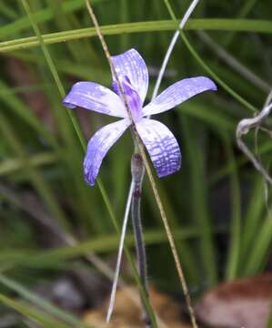 Image of Caladenia sericea Lindl.