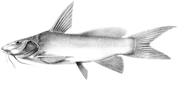 Image of <i>Ancharius fuscus</i> Steindachner 1880