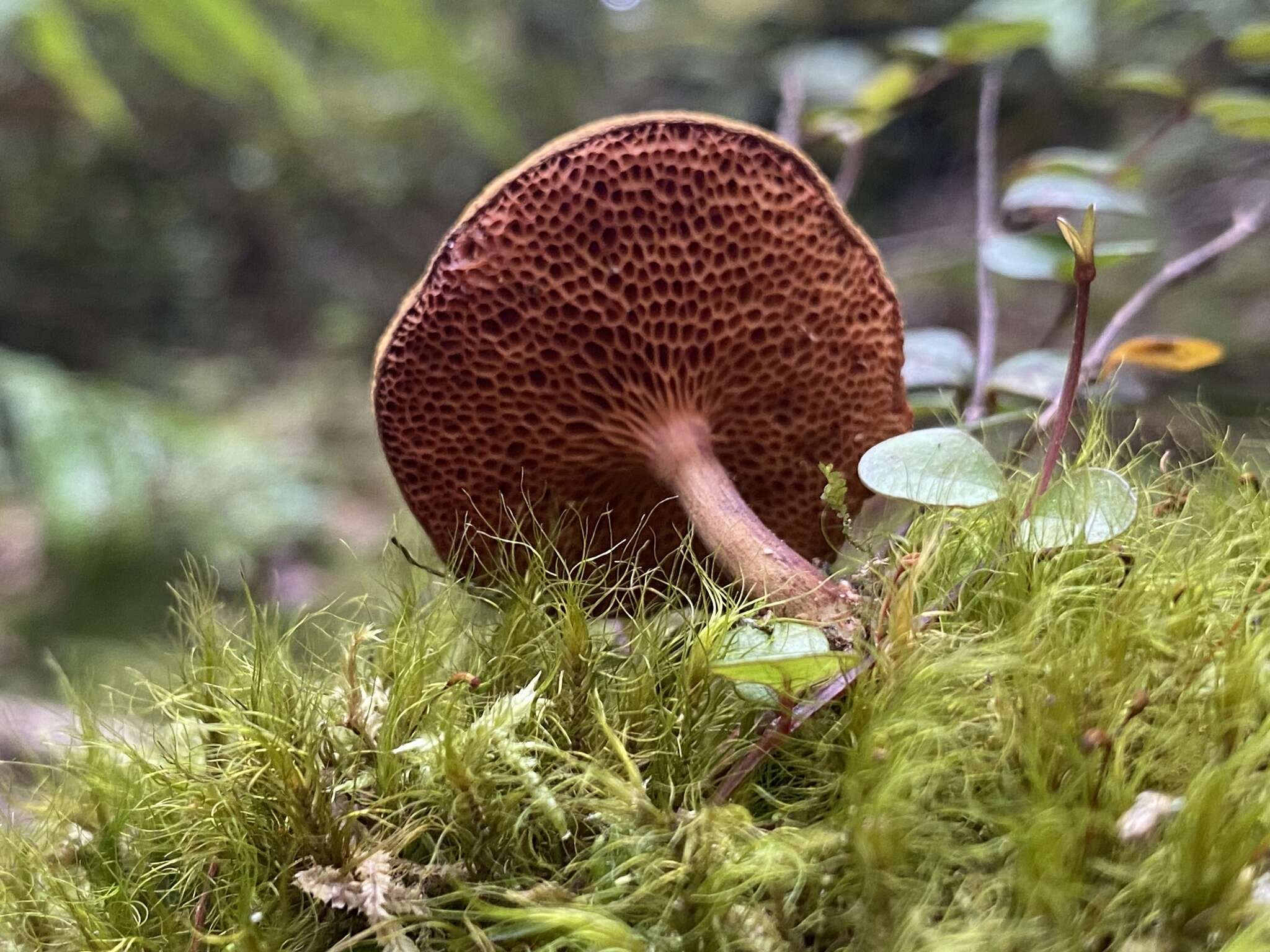 Imagem de Chalciporus aurantiacus (McNabb) Pegler & T. W. K. Young 1981