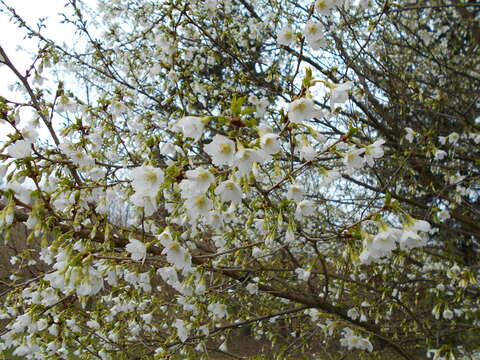 Imagem de Prunus incisa C. P. Thunb. ex A. Murray