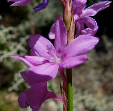 Image of fragrant bugle-lily